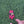 Load and play video in Gallery viewer, Video of brooch being picked up from a grassy backdrop. Honeybee wiggles as brooch is lifted up.