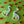 Load image into Gallery viewer, Science earrings, green glow in the dark brontosaurus earrings featuring mirror asteroids