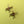 Load image into Gallery viewer, quirky brown and yellow layered acrylic st andrews spider hoop earrings