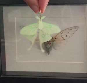 Video of multilayered moth earring wiggling with movement